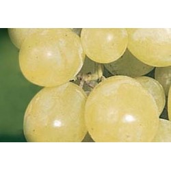 VIGNE 'Dattier de Beyrouth'...