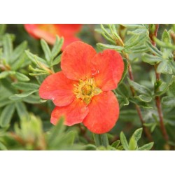 POTENTILLA fruticosa Marian...