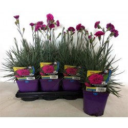DIANTHUS plumarius 'Devon...