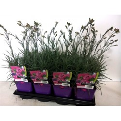 DIANTHUS plumarius 'Moulin...