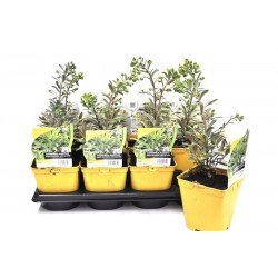 EUPHORBIA martini Ascot...