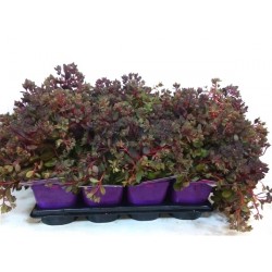 SEDUM Sunsparkler®...