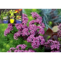 SEDUM Sunsparkler® 'Cherry...