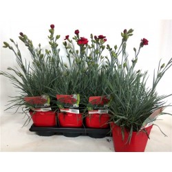 DIANTHUS plumarius...