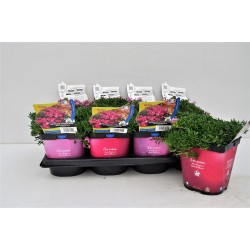 SAPONARIA 'Bressingham' FF C2L
