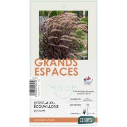 PENNISETUM advena pourpre...