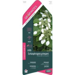 SCHIZOPHRAGMA hydrangeoides...