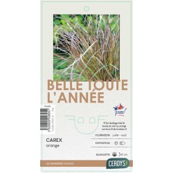 CAREX testacea orange C2L-RC