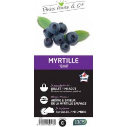 MYRTILLIER 'Emil' C1.5L