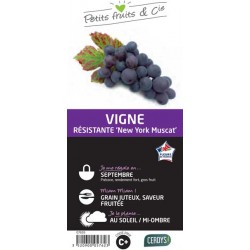 VIGNE 'New York Muscat' TUT...