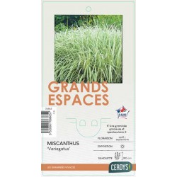 MISCANTHUS sinensis...