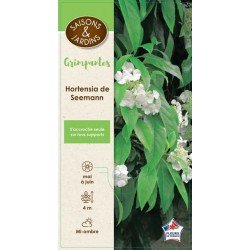 HYDRANGEA seemannii PALIS...