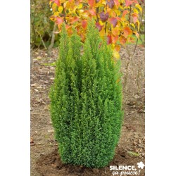 CHAMAECYPARIS lawsoniana...