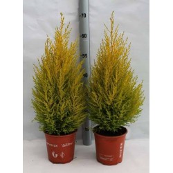 CUPRESSUS macrocarpa...