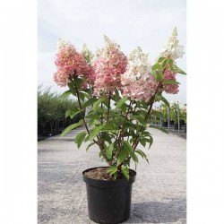 HYDRANGEA paniculata 'Pinky...