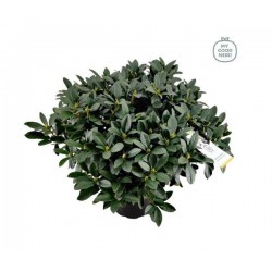 RHODODENDRON hybride...