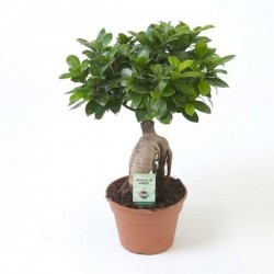 FICUS microcarpa 'Ginseng'...