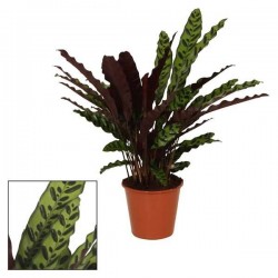 CALATHEA insignis P14
