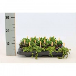 PLANTE verte P5.5
