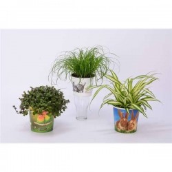 PLANTE verte P12