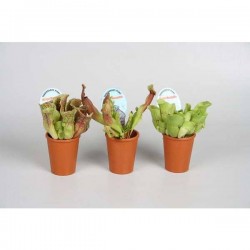 SARRACENIA assorti P7-TC