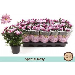 CHRYSANTHEME multifleur...