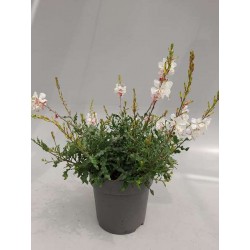 GAURA lindheimeri P21