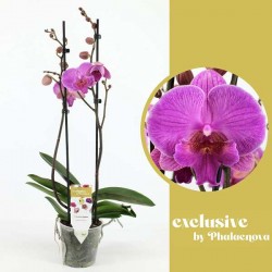 PHALAENOPSIS simona 2HP H60...