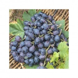 VIGNE 'Alphonse Lavallee'...