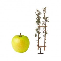 POMMIER 'Golden Delicious'...