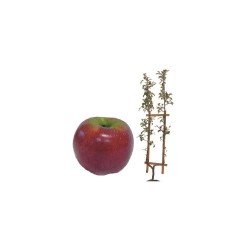 POMMIER 'Melrose' SPLE-U C18L