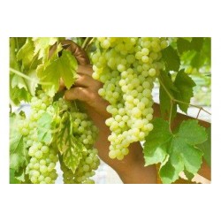 VIGNE 'Perlette' TUT C5L