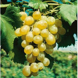 VIGNE 'Dattier de Beyrouth'...