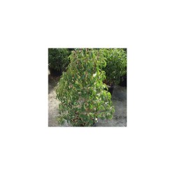 PRUNUS lusitanica 40/60 C8L