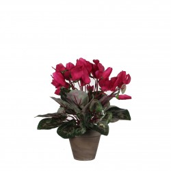 Cyclamen En Pot Stan Gris...