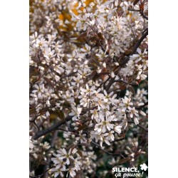 AMELANCHIER lamarckii FF...