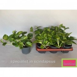 EPIPREMNUM aureum 'Global...
