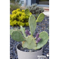Opuntia Engelmannii...