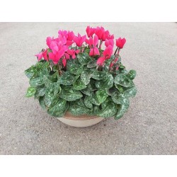 MINI-CYCLAMEN FF CPEØ25-TC