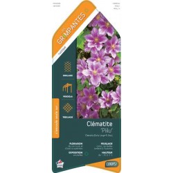 CLEMATIS 'Piilu' ECH 90/120...