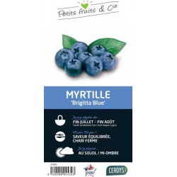 MYRTILLIER 'Brigitta Blue' C3L