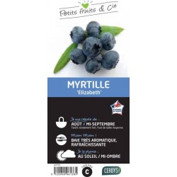MYRTILLIER 'Elizabeth' C1.5L