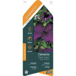 CLEMATIS 'Dark Eyes' ECH...