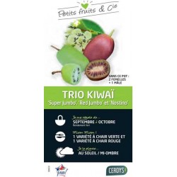 KIWAI Duo TIPI C6L-RC