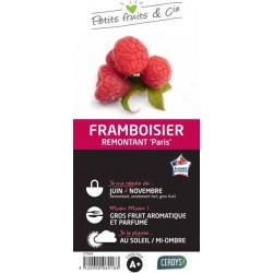 FRAMBOISIER 'Paris' C1.5L