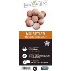 NOISETIER 'Merveille de...