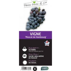 VIGNE 'Muscat de Hambourg'...