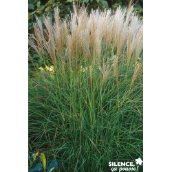 MISCANTHUS sinensis 'Kleine...