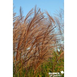 MISCANTHUS sinensis...