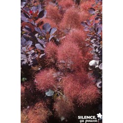 COTINUS coggygria 'Royal...